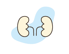 Icon of kidneys for renal